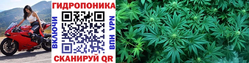 как найти наркотики  Пошехонье  Шишки марихуана гибрид 